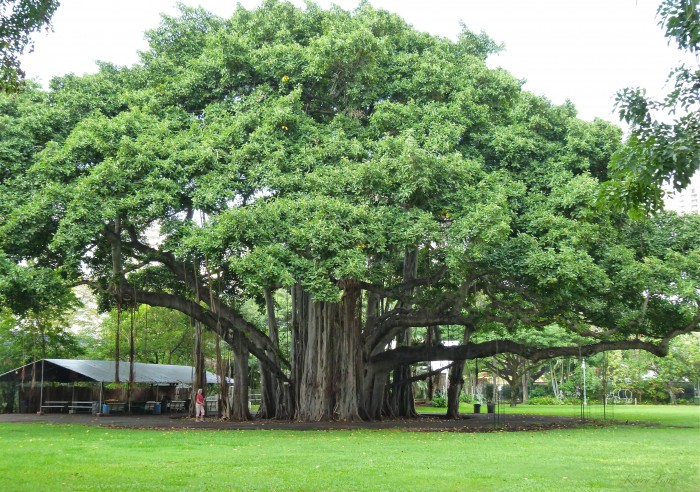 banyan tree